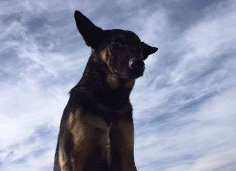 Сеть растрогала история преданной дружбы бойца АТО и собаки