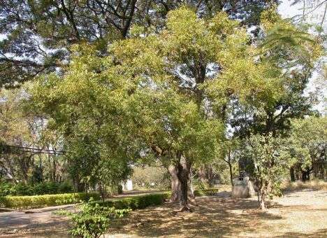 Ученые нашли дерево, которое вылечит мужчин от рака