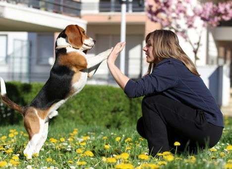 Почему собаки дружат с людьми, выяснили ученые