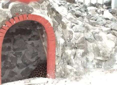 Скандал в Мариуполе: Очевидцы сообщили о побеге леопарда из «депутатского» зоопарка (ФОТО)