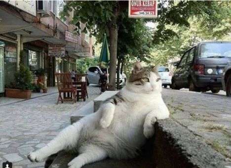 Кот-легенда «вернулся» на свое любимое место после смерти (ФОТО)