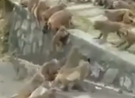 Свидетели сняли массовую драку животных (ВИДЕО)