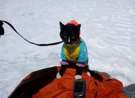 Россиянин поднялся на Эльбрус вместе с котом (ФОТО)