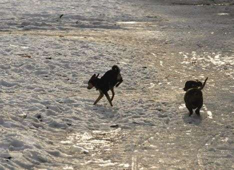 Синоптики назвали день, когда в Киев придет зима