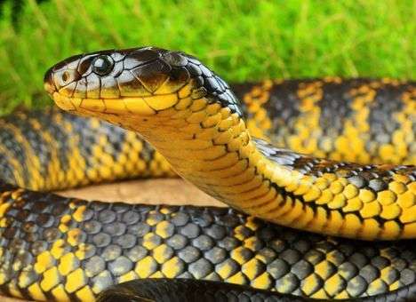 Змеи остались без лап из-за ошибки, - ученые