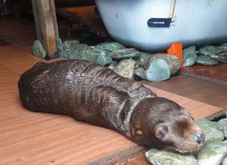 В океанариуме, который открывал Путин, молотком убили детеныша морского льва