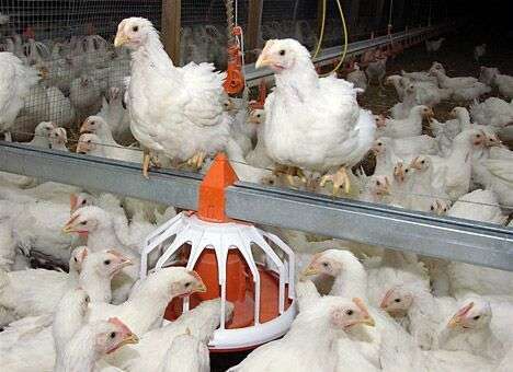Курятина становится элитным продуктом