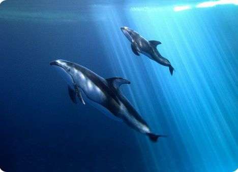 Новая трагедия в океанариуме, который открывал Путин: Погибли сразу 2 дельфина