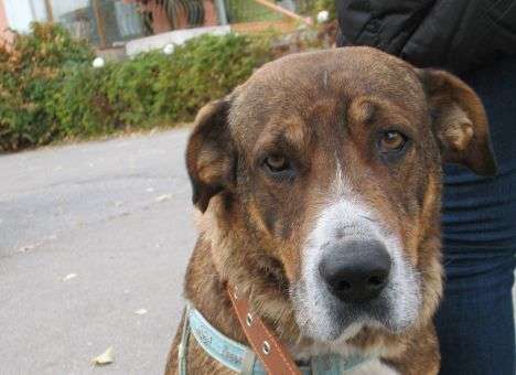 В Киеве умирающую собаку выбросили вместе с креслом (ФОТО)