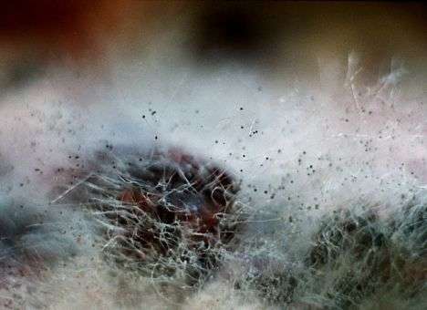 Астронавты могут стать жертвой невидимого убийцы