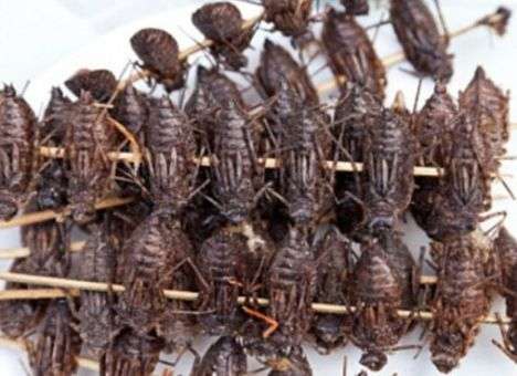 Найдены животные, мясо которых способно заменить говядину