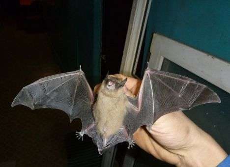 К киевлянам зачастили необычные ночные гости (ФОТО)