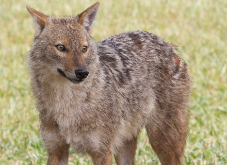 Одесситов пугают шакалами