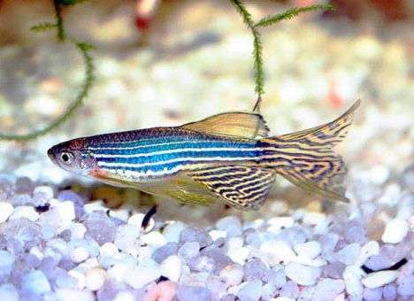 Снова ходить парализованным людям помогут рыбы – ученые