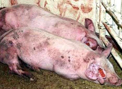 В Хмельницкой области вновь зафиксирован случай АЧС