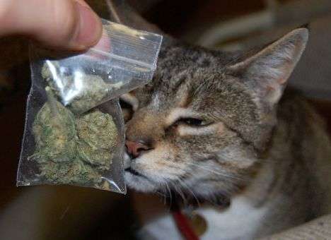 Американцы голосуют за легализацию марихуаны