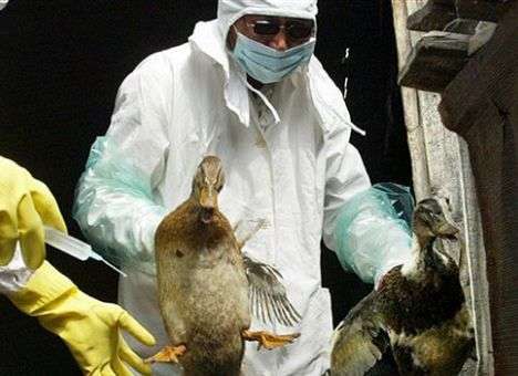 В Европе новая вспышка птичьего гриппа