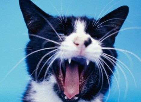 О скрытой опасности пушистых питомцев, рассказали эксперты