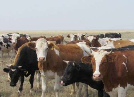 В Украине станет меньше мяса