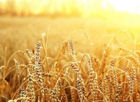 Найден способ решения проблемы голода на планете