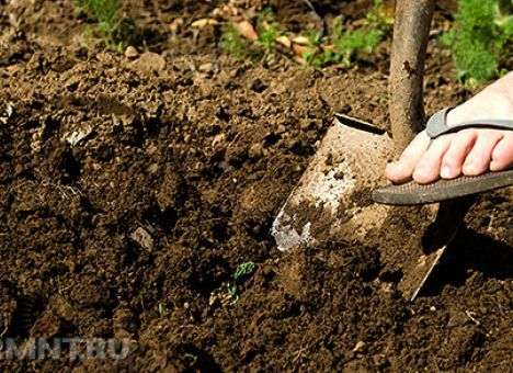 Украинский рынок органики вырастет почти на 20%