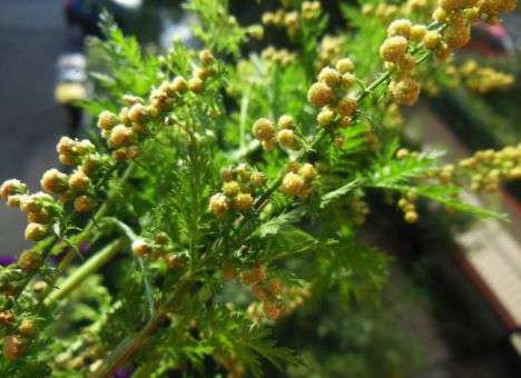 Ученые нашли растение, которое сможет излечить онкобольных за считанные часы