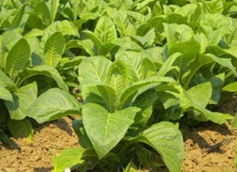 Специалисты создали ГМО табак с рекордной скоростью роста