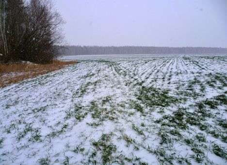 Озимыми в Украине уже засеяно почти 7 млн. га