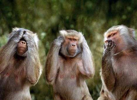 Обезьяна спровоцировала бойню в Ливии с 16 погибшими