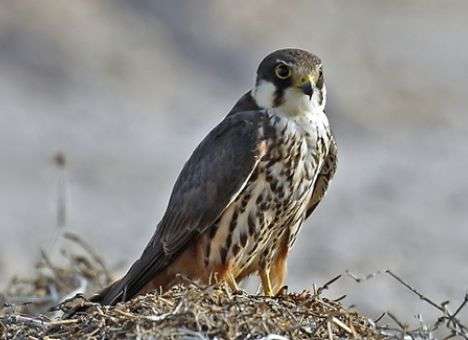 Украинец пытался вывезти из страны живых соколов