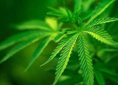 В Аргентине одобрили использование марихуаны