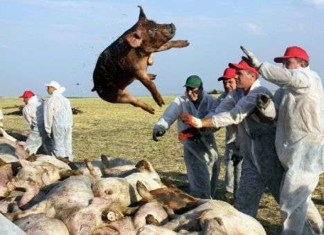 От эпидемии АЧС Украина потеряла больше миллиарда