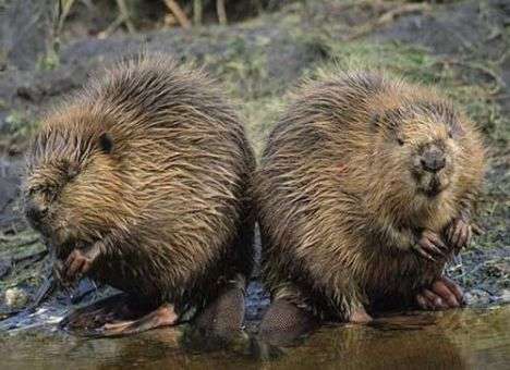 В Харьковской области волонтеры пересчитывают бобров
