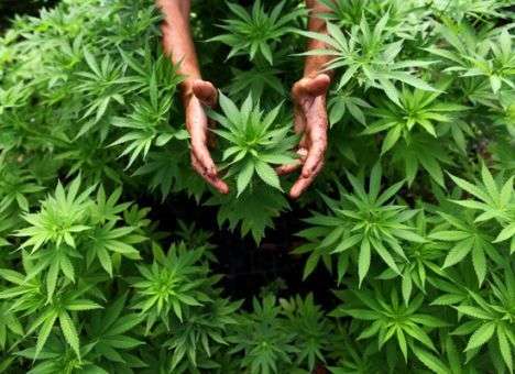 Ученые предложили лечить эпилепсию коноплей