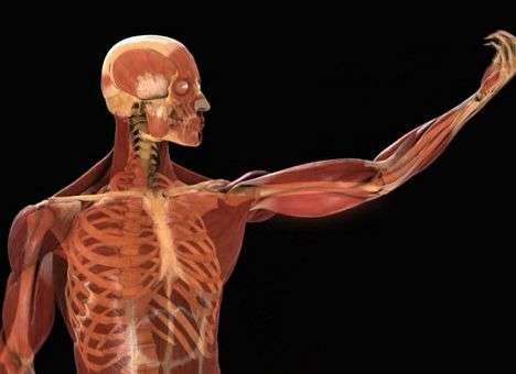 Названы 10 самых бесполезных органов нашего тела