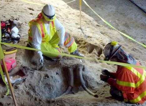 В Лос-Анджелесе нашли останки мастодонта