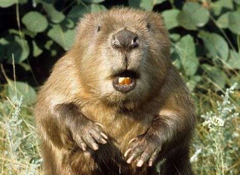 В Швеции бобер оставил без электричества 500 домов