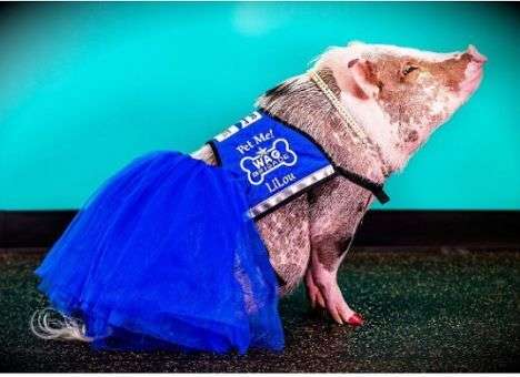 В аэропорту Сан-Франциско появился новый четвероногий аниматор (ФОТО,ВИДЕО)