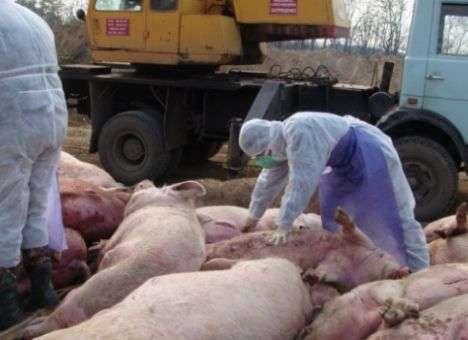 Из-за АЧС в этом году уничтожено 26,5 тысячи свиней