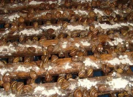 Из госказны выделят средства на разведение улиток