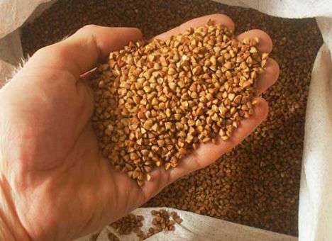 Украина – третья в мире по производству гречки