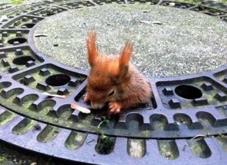 Полицейские освободили из плена белку-толстушку в Германии