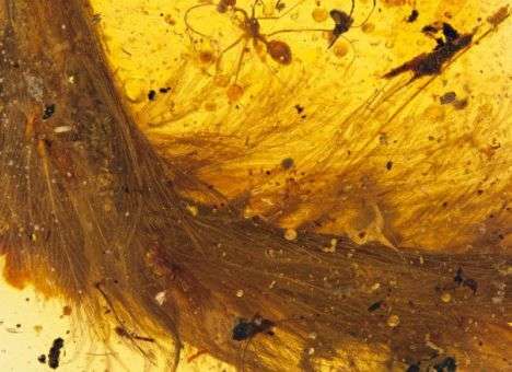 Хвост динозавра обнаружили в куске янтаря