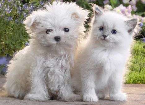 Шесть доказательств того, что домашние питомцы продлевают вам жизнь