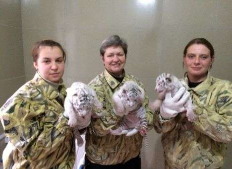 Тигрюля родила троих малышей в аннексированном Крыму