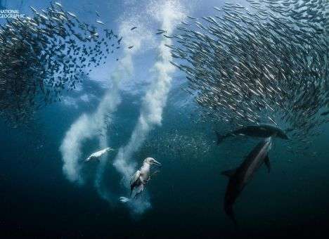 National Geographic назвал лучшие фотографии года