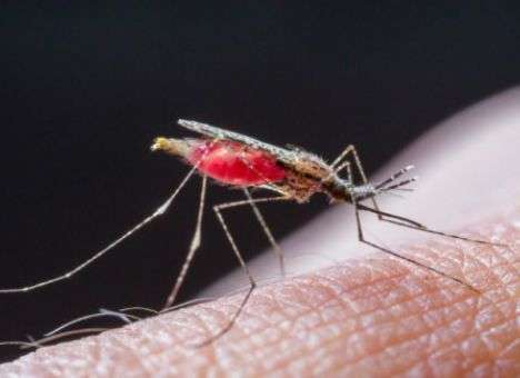 Власти Таиланда предупредили об опасности заражения малярией