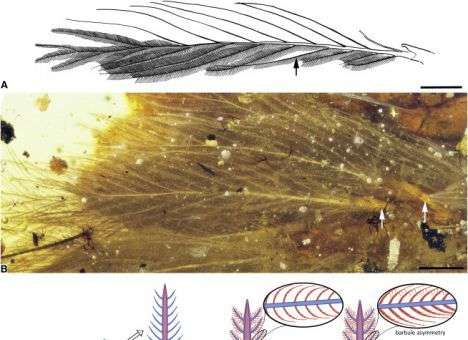 В Китае ученые обнаружили хвост динозавра с перьями (ФОТО)