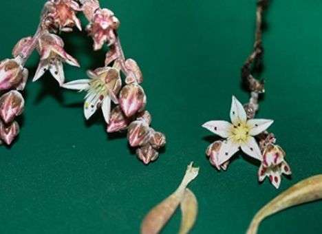 Цветок получил имя легендарного гитариста Джими Хендрикса