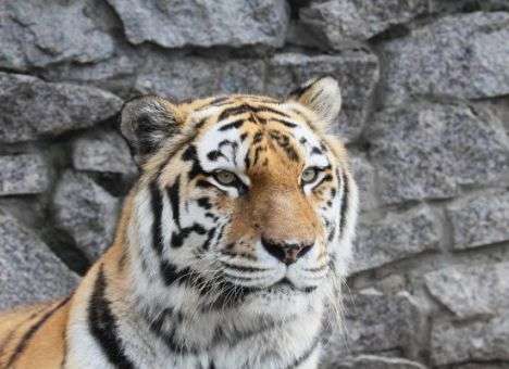 В Санкт-Петербурге из клетки в зоопарке сбежала тигрица